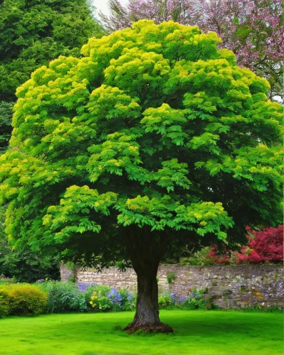 maidenhair tree,horse chestnut tree,celtic tree,rowan tree,green tree,horse chestnut,flourishing tree,ornamental tree,horse chestnut red,horse-chestnut,rowan-tree,larch tree,shrub-horse chestnut,hornbeam,maple tree,linden tree,a young tree,painted tree,fagus sylvatica,potted tree,Conceptual Art,Oil color,Oil Color 02