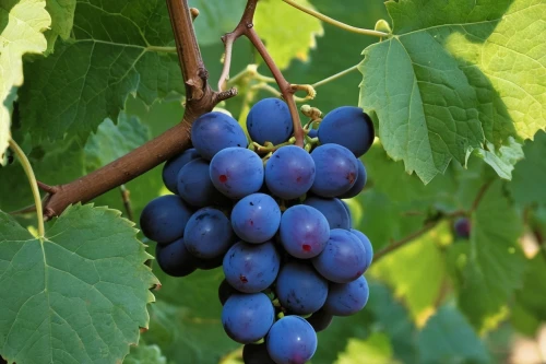 blue grapes,purple grapes,vineyard grapes,grapes,wine grape,wine grapes,fresh grapes,red grapes,wood and grapes,grape vine,unripe grapes,grape hyancinths,bunch of grapes,table grapes,grapevines,grapes icon,cluster grape,viognier grapes,white grapes,grape turkish,Illustration,Vector,Vector 04