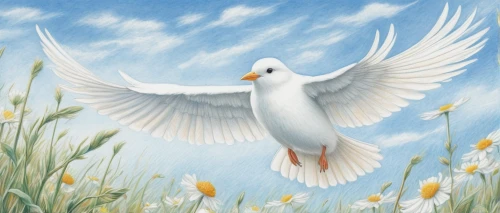 dove of peace,doves of peace,peace dove,fairy tern,flower and bird illustration,white dove,bird painting,royal tern,white bird,flying tern,bird illustration,tern,tern bird,spring bird,fujian white crane,silver tern,white pigeon,white pigeons,holy spirit,crested terns,Conceptual Art,Daily,Daily 17