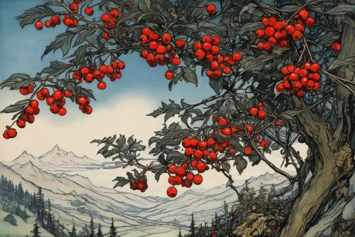 mountain ash berries,rowan berries,rosehip berries,red berries,holly berries,rose hip berries,mistletoe berries,rowanberry,rosehips,ripe rose hips,quandong,rose hips,swedish mountain ash,red gooseberries,elder berries,red juniper,ripe berries,rowan fruit,chestnut tree with red flowers,lingonberry,Illustration,Retro,Retro 25