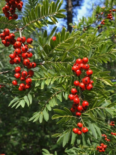 mountain ash berries,swedish mountain ash,rowan berries,red juniper,red berries,rowan fruit,red foliage,myrica rubra,sorbus aucuparia,elder berries,rowanberry,ripe berries,black rowan,eastern hemlock,taxus baccata,chile pine,xanthorrhoeaceae,european pipe shrub,cherry branch,podocarpus,Photography,Black and white photography,Black and White Photography 03