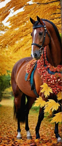 colorful horse,horse-chestnut,red flowering horse chestnut,chestnut animal,autumn background,arabian horse,quarterhorse,equine coat colors,red horse chestnut,autumn chores,beautiful horses,horse chestnuts,horse chestnut red,autumn leaves,dressage,red-flowering horse chestnut,autumn scenery,shire horse,autumn colouring,painted horse,Photography,Fashion Photography,Fashion Photography 07