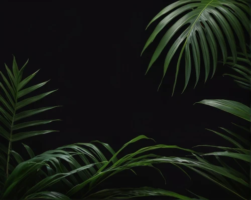 tropical floral background,tropical greens,palm leaves,palms,green wallpaper,palm forest,tropical jungle,palm tree vector,jungle,palm,tropical leaf,dark green plant,cycad,palm field,palm fronds,palm branches,exotic plants,palm leaf,palm pasture,jungle leaf,Photography,General,Natural