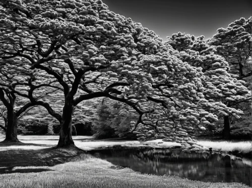 beech trees,monochrome photography,walnut trees,sefton park,blossom tree,magnolia trees,cherry trees,row of trees,bare trees,japanese cherry trees,tree grove,flowering trees,beech hedge,copse,chestnut trees,maple tree,two oaks,bare tree,ash-maple trees,landscape photography,Illustration,American Style,American Style 14