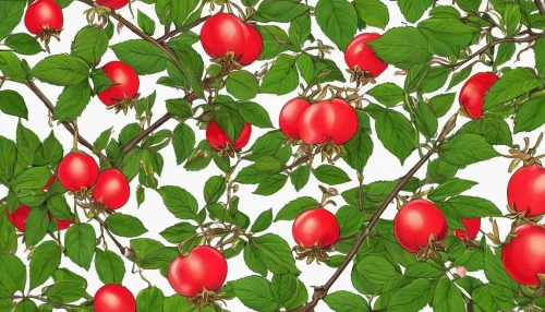 rowanberries,rosehip berries,rosehips,rosehip,ripe rose hips,rose hip fruits,bladder cherry,rose hip bush,indian jujube,syzygium,rose hips,strawberry tree,red fruits,red berries,rose hip plant,rose hip berries,cherry branch,rose hip,ornamental cherry,chile de árbol,Illustration,Japanese style,Japanese Style 13