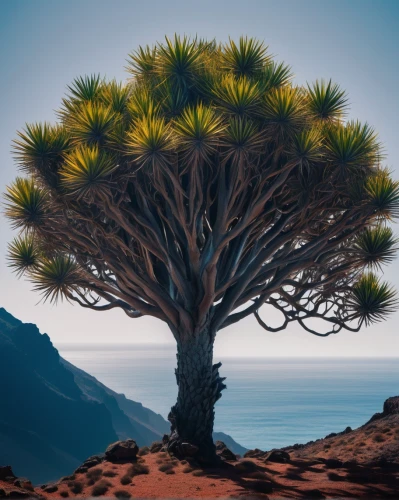 canarian dragon tree,dragon tree,argan tree,desert plant,argan trees,teide national park,la gomera,desert palm,flourishing tree,isolated tree,ascension island,two needle pinyon pine,desert plants,gran canaria,araucaria,tenerife,grancanaria,arid landscape,tropical tree,date palm,Illustration,Realistic Fantasy,Realistic Fantasy 36