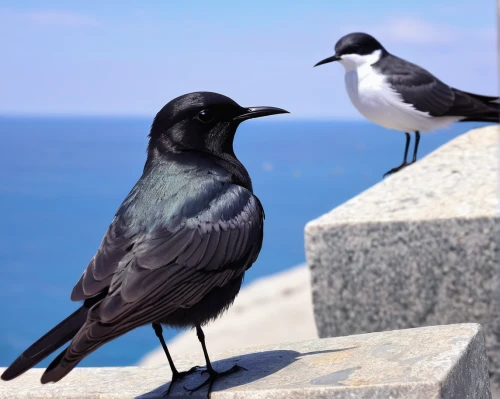 black tern,hooded crows,sooty tern,piciformes,laughing gulls,haematopus ostralegus,bird couple,bucorvus leadbeateri,perching birds,hooded crow,birds of chicago,perched birds,bird photography,sea birds,coastal bird,wagtail,corvus corone,ciconiiformes,lumbricidae,seabirds,Illustration,Paper based,Paper Based 16