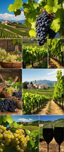 vineyards,napa,vineyard,grapevines,sonoma,napa valley,viticulture,grape plantation,wine grapes,wine region,la rioja,wine-growing area,vineyard grapes,wine growing,wine country,tuscan,wines,fruit fields,grapes icon,grapes,Art,Classical Oil Painting,Classical Oil Painting 26