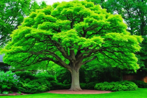 green tree,oregon white oak,maidenhair tree,patrol,linden tree,flourishing tree,rosewood tree,ornamental tree,californian white oak,siberian elm,zelkova serrata,celtic tree,painted tree,the japanese tree,green trees,buckeye tree,dwarf tree,golden trumpet tree,a young tree,oak tree,Illustration,American Style,American Style 11