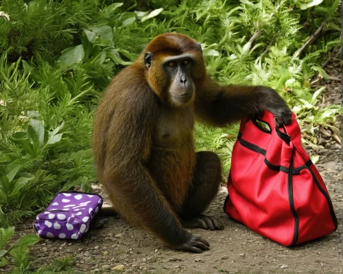 orang utan,red bag,gift bag,belize zoo,shopping bag,herman park zoo,eco friendly bags,bag,crab-eating macaque,rhesus macaque,san diego zoo,diaper bag,shopping bags,handbag,backpack,uakari,picnic basket,gift bags,gibbon 5,foraging,Photography,Documentary Photography,Documentary Photography 18