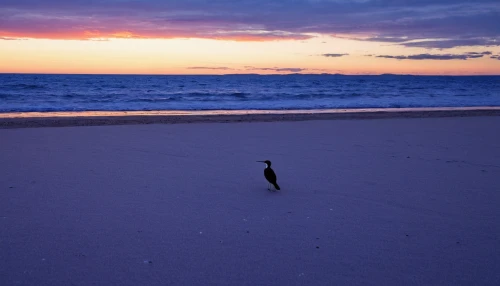 shorebird,cape cod,crow in silhouette,st augustine beach,african penguin,penguin parade,piping plover,coastal bird,young penguin,indiana dunes state park,fairy tern,fraser island,maroubra,penguin chick,sea bird,baltic sea,tybee island,cormorant,baby penguin,hatteras,Photography,Documentary Photography,Documentary Photography 10