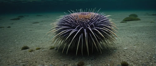 sea-urchin,sea urchin,large anemone,sea urchins,urchin,anemone hupehensis,balkan anemone,purple anemone,urchins,tubular anemone,sea anemone,anemone apennina,tube anemone,filled anemone,anemone of the seas,anemone chinensis,flaccid anemone,clark's anemone,ray anemone,sea anemones,Conceptual Art,Daily,Daily 11