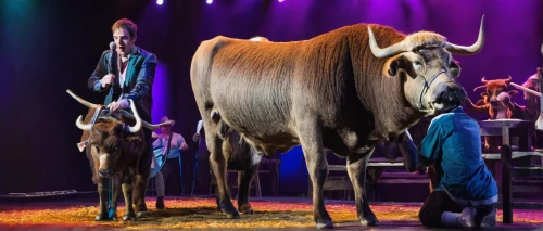 cattle show,ballet don quijote,puy du fou,equines,oxcart,beef breed international,circus show,ox cart,goatherd,beef cattle,shetland pony,animal show,donkey of the cotentin,donkeys,ruminants,domestic cattle,electric donkey,oxen,boer goat,zebu,Photography,Documentary Photography,Documentary Photography 19