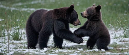 bear cubs,brown bears,black bears,grizzlies,bears,cuddling bear,grooming,tenderness,valentine bears,grappling,bear kamchatka,scratching,grizzly cub,the bears,courtship,bear cub,ice dancing,togetherness,meadow play,cute bear,Photography,Documentary Photography,Documentary Photography 20