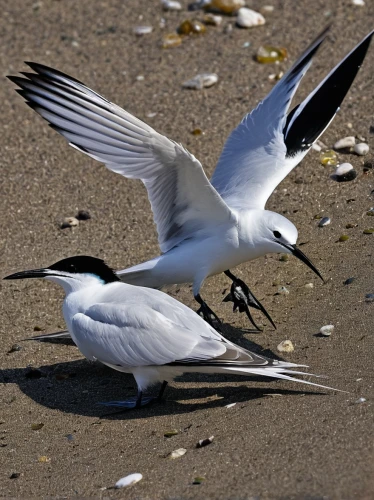 sandwich tern,fairy tern,forster s tern,flying tern,black tern,crested terns,flying common tern,silver tern,tern flying,sooty tern,tern,terns,tern bird,little tern,whiskered tern,common tern,river tern,arctic tern,royal tern,laughing gulls,Conceptual Art,Daily,Daily 06