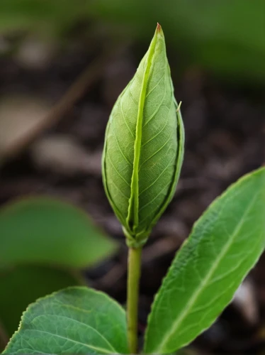 leaf bud,morinda citrifolia,thick-leaf plant,seedling,young leaf,flower bud,young leaves,magnolia leaf,foliage leaf,bay-leaf,smooth solomon's seal,tobacco leaves,chestnut bud,pepper plant,tea plant,siberian ginseng,terrestrial plant,cardamom,bud,stevia rebaudiana,Photography,Artistic Photography,Artistic Photography 13