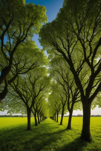 green trees,beech trees,tree lined,tree grove,green forest,row of trees,tree canopy,tree-lined avenue,grove of trees,ordinary boxwood beech trees,intensely green hornbeam wallpaper,aaa,walnut trees,deciduous trees,ash-maple trees,deciduous forest,green landscape,green trees with water,european beech,tree lined path,Photography,Artistic Photography,Artistic Photography 10