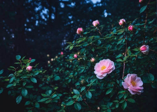 blooming roses,noble roses,rosa-sinensis,rosebushes,landscape rose,rose bush,rose garden,garden roses,rose blooms,camellias,wild roses,rosa × centifolia,rose bloom,rose roses,rosebush,pink roses,old country roses,scent of roses,camelliers,japan rose,Photography,Documentary Photography,Documentary Photography 23