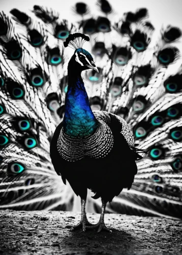 peacock,male peacock,blue peacock,fairy peacock,plumage,peacock eye,peafowl,thanksgiving background,meleagris gallopavo,pheasant,peacock feathers,in the mother's plumage,peacocks carnation,thanksgiving turkey,pheasant's-eye,turkey hen,summer plumage,ornamental bird,wild turkey,turkey dinner,Illustration,Black and White,Black and White 33
