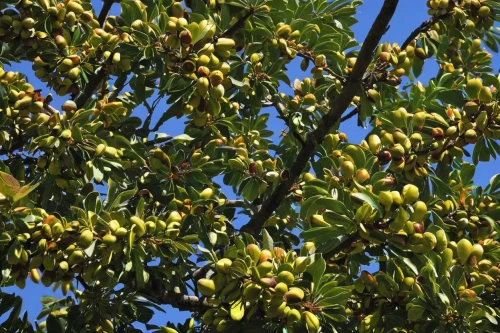 russian olive,pistacia lentiscus,argan tree,persimmon tree,wild yellow plum,yellow plums,mirabelle tree,argan trees,indian jujube,diospyros,mistletoe berries,calamondin,ripening fruit,loquat,buckeye tree,tree fruit,syzygium malaccense,fruit tree,common trumpet tree,acorns,Illustration,Black and White,Black and White 17