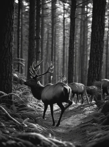 forest animals,pere davids deer,forest animal,woodland animals,deers,fawns,forest of dean,pere davids male deer,whitetail,black forest,stag,forest of dreams,red deer,in the forest,forest walk,coniferous forest,european deer,deer,forest dark,bucks,Photography,Black and white photography,Black and White Photography 02