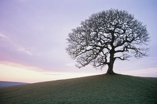 isolated tree,lone tree,bare tree,deciduous tree,celtic tree,flourishing tree,oak tree,upward tree position,elm tree,tree thoughtless,linden tree,a young tree,silver maple,old tree silhouette,ash tree,norway maple,walnut trees,bodhi tree,the branches of the tree,two oaks,Photography,Black and white photography,Black and White Photography 06