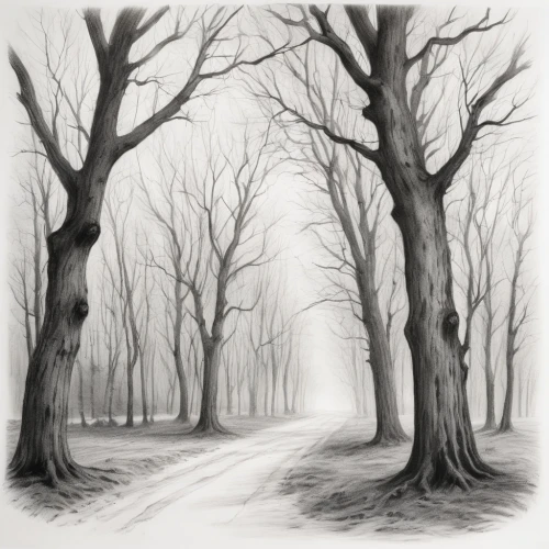 beech trees,halloween bare trees,row of trees,copse,winter forest,bare trees,tree grove,trees with stitching,foggy forest,ash-maple trees,walnut trees,ghost forest,deciduous forest,haunted forest,grove of trees,pencil drawings,birch forest,forest path,the trees,chestnut trees,Illustration,Black and White,Black and White 35