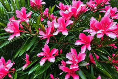 pink flowers,gymea lily,crinum,centaurium,pink hyacinth,red blooms,tulipa humilis,pink grass,stargazer lily,azaleas,beautiful flowers,bright flowers,passifloraceae,tulipa tarda,bright pink,gaura,flowers in may,pink petals,spring flowering,rain lily,Conceptual Art,Sci-Fi,Sci-Fi 05
