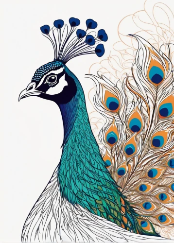 peacock,peafowl,male peacock,blue peacock,fairy peacock,ornamental bird,an ornamental bird,peacocks carnation,peacock feathers,plumage,scheepmaker crowned pigeon,prince of wales feathers,ictoria crowned pigeon,bird illustration,scheepmaker's crowned pigeon,feathers bird,bird drawing,phoenix rooster,summer plumage,bird painting,Illustration,Black and White,Black and White 04