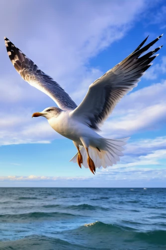 seagull in flight,flying sea gulls,indian sea gull,sea-gull,sea gull,seagull flying,seagull,sea bird,sea birds,crested terns,sea gulls,bird in flight,sea hawk,sea swallow,european herring gull,herring gulls,kelp gull in flight,black-backed gull,gulls,great white pelican,Conceptual Art,Daily,Daily 18