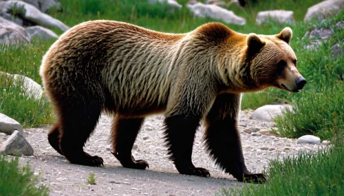 kodiak bear,grizzly bear,nordic bear,brown bear,grizzly,grizzly cub,grizzlies,bear kamchatka,great bear,brown bears,kodiak,bear,cute bear,american black bear,scandia bear,bear guardian,denali national park,cub,bear bow,bearskin,Photography,Artistic Photography,Artistic Photography 09