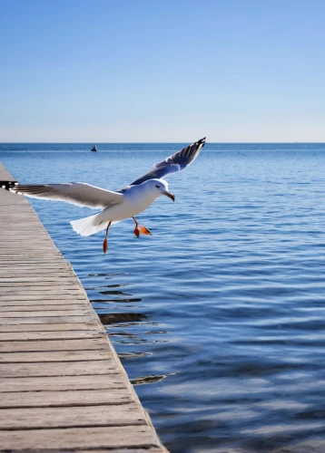 seagull in flight,sea-gull,seagull flying,flying sea gulls,seagull,sea gull,diving bird,herring gull,sea gulls,sea bird,european herring gull,indian sea gull,flying tern,gulls,coastal bird,bird in flight,kelp gull in flight,flying common tern,baltic sea,the baltic sea,Illustration,Paper based,Paper Based 14