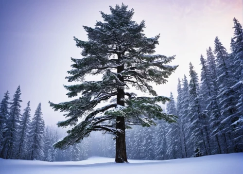 spruce-fir forest,temperate coniferous forest,spruce trees,snow in pine trees,coniferous forest,blue spruce,fir forest,spruce tree,canadian fir,winter forest,coniferous,evergreen trees,spruce forest,fir trees,balsam fir,colorado spruce,snow in pine tree,lodgepole pine,silvertip fir,fir tree,Photography,Documentary Photography,Documentary Photography 10
