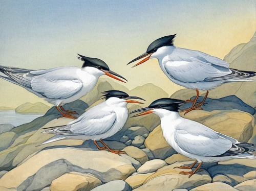 crested terns,terns,tern bird,royal tern,river tern,seabirds,forster s tern,tern,sea birds,sandwich tern,fairy tern,arctic birds,common tern,gulls,shorebirds resting,silver tern,black headed gulls,laughing gulls,group of birds,caspian tern,Illustration,Retro,Retro 19