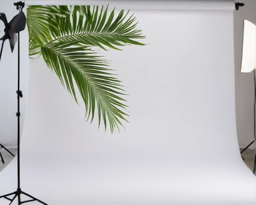 palm tree vector,tropical floral background,photography studio,photo studio,product photos,product photography,photo equipment with full-size,spruce shoot,visual effect lighting,photo session in the aquatic studio,the living room of a photographer,palm leaves,photo shoot in the studio,palm branches,palm fronds,still life photography,canon speedlite,tabletop photography,photographic background,palmtree,Photography,General,Natural