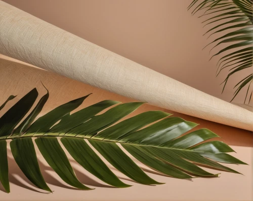palm leaf,palm fronds,bamboo curtain,palm leaves,palm tree vector,wine palm,coconut leaf,tropical leaf,palm branches,fan palm,bamboo,fishtail palm,tropical leaf pattern,bamboo plants,cycad,hawaii bamboo,yucca palm,bamboo flute,monstera,oleaceae,Photography,General,Natural