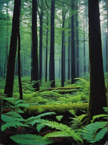 green forest,tropical and subtropical coniferous forests,beech forest,germany forest,temperate coniferous forest,forest floor,fir forest,old-growth forest,aaa,coniferous forest,bavarian forest,deciduous forest,northern hardwood forest,forest moss,spruce forest,forest landscape,forests,riparian forest,the forests,ferns,Illustration,Retro,Retro 14