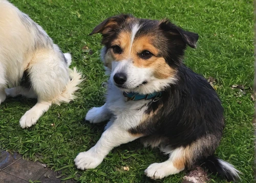 australian collie,icelandic sheepdog,mixed breed dog,shetland sheepdog,shetland sheepdog tricolour,tenterfield terrier,dog shetland sheepdog,puppy shetland sheepdog,english shepherd,scotch collie,kooikerhondje,collie,danish swedish farmdog,appenzeller sennenhund,miniature australian shepherd,small münsterländer,welsh cardigan corgi,welsh sheepdog,australian shepherd,cardigan welsh corgi,Illustration,Japanese style,Japanese Style 13