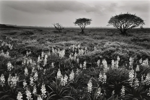 moorland,broomrape family,branched asphodel,north sea oats,broomrape,grasslands,high moor,shrubland,brook avens,grassland,bracken,marram grass,kniphofia,hayfield,north yorkshire moors,connemara,monochrome photography,hare field,salt marsh,lupins,Photography,Black and white photography,Black and White Photography 14