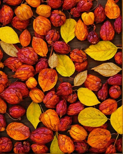 indian jujube,indian almond,cocoa beans,dry fruit,dried fruit,autumn fruit,goji,argan,roasted almonds,chestnut fruits,the leaves of chestnut,almond nuts,dried apricots,autumn fruits,jakaranda petals,chestnut leaves,pecan,roasted chestnut,apricot kernel,cardamom,Illustration,American Style,American Style 08