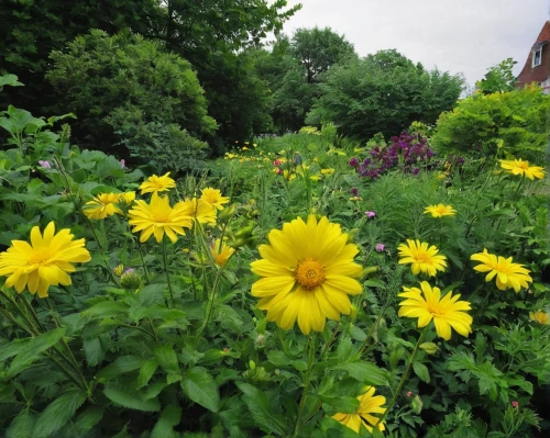 rudbeckia fulgida,rudbeckia,rudbeckia nitida,yellow chrysanthemums,arnica montana,blanket flowers,euryops pectinatus,rudbeckia nidita,helianthus occidentalis,tanacetum balsamita,garden chrysanthemums,helianthus tuberosus,helianthus annuus,yellow garden,yellow daisies,yellow chrysanthemum,asteraceae,sand coreopsis,barberton daisies,the garden marigold,Photography,Black and white photography,Black and White Photography 03