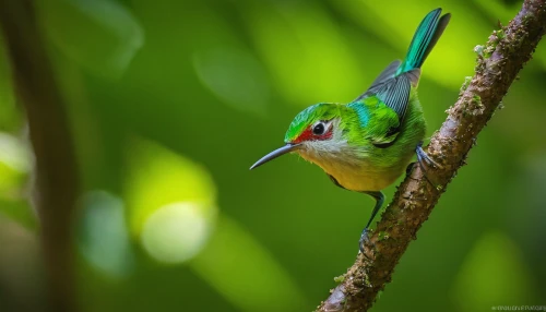 green-tailed emerald,blue-capped motmot,broadbill,cuban tody,white-crowned,green bird,cuba-hummingbird,sunbird,cuban emerald,green jay,jacamar,southern double-collared sunbird,cape white-eye,tropical bird climber,brown-throated sunbird,quetzal,periparus ater,tropical bird,japanese white-eye,humming-bird,Art,Classical Oil Painting,Classical Oil Painting 42