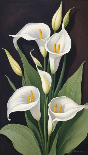 easter lilies,calla lilies,peace lilies,madonna lily,lillies,calla lily,lilies of the valley,white tulips,lilies,tulip white,white trumpet lily,jonquils,white lily,galanthus,calochortus,tommie crocus,giant white arum lily,calla,siberian fawn lily,sego lily,Illustration,Retro,Retro 07