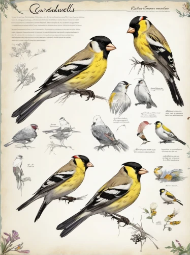 carduelis carduelis,carduelis,goldfinches,grosbeak,evening grosbeak,canaries,canary bird,corvus monedula,cardinalidae,bananaquit,fringilla coelebs,european goldfinch,american goldfinch,townsend's warbler,cape weaver,lesser goldfinch,coraciiformes,goldfinch,magnolia warbler,black headed grosbeak,Unique,Design,Character Design