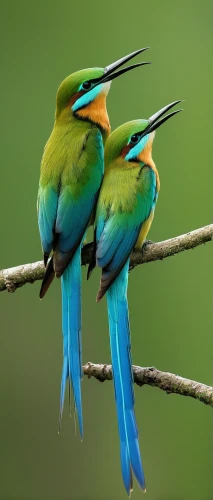 european bee eater,bee eater,colorful birds,parrot couple,blue-capped motmot,golden parakeets,bird couple,birds on a branch,tropical birds,couple macaw,rare parrots,perched birds,yellow-green parrots,birds on branch,gujarat birds,alcedo atthis,passerine parrots,key birds,parrots,toucans,Conceptual Art,Daily,Daily 27