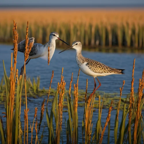 greater yellowlegs,shorebirds resting,small wading birds,lesser yellowlegs,dowitcher,waders,shorebird,willet,doñana national park,black-tailed godwit,cape teal ducks,marsh bird,tidal marsh,salt marsh,wading bird,sandpipers,wader,the sandpiper combative,pintail,black tailed godwit,Conceptual Art,Daily,Daily 01