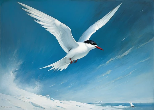 arctic tern,flying tern,fairy tern,tern bird,tern flying,flying common tern,tern,common tern,river tern,forster s tern,dove of peace,royal tern,sandwich tern,silver tern,little tern,caspian tern,terns,sea swallow,black tern,peace dove,Art,Classical Oil Painting,Classical Oil Painting 44