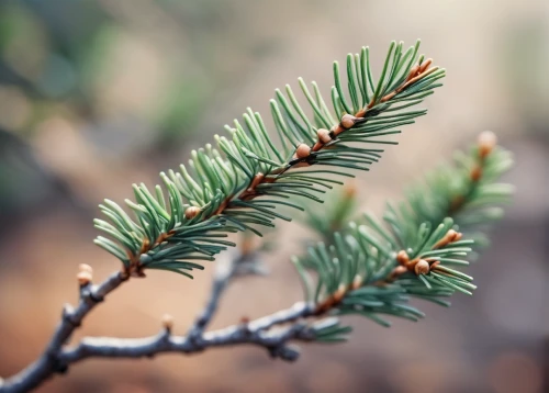 fir needles,singleleaf pine,pine tree branch,balsam fir,spruce needles,fir-tree branches,fir branch,pine branch,pine branches,chile pine,fir branches,colorado spruce,pine needle,pine needles,fir tree decorations,canadian fir,pine tree,pine-tree,two needle pinyon pine,spruce-fir forest,Unique,3D,Panoramic