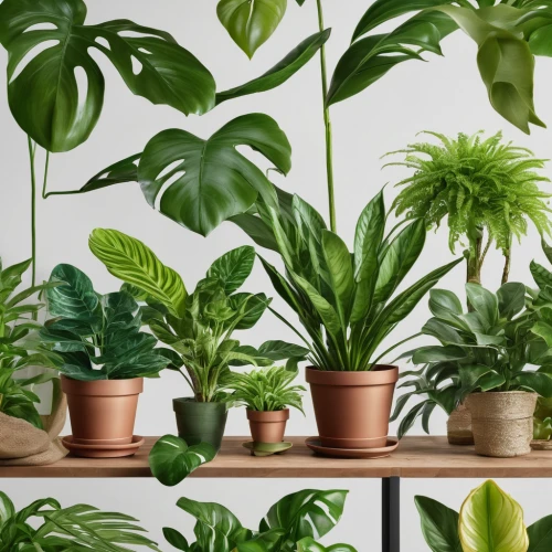 house plants,exotic plants,plants in pots,houseplant,money plant,potted plants,green plants,plants,tube plants,tropical greens,balcony plants,monstera,phyllanthus family,plant community,hanging plants,radicans,outdoor plants,plant pots,monstera deliciosa,plants growing,Photography,General,Natural