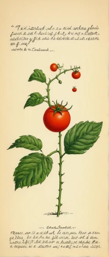 illustration of the flowers,xanthorrhoeaceae,actinidia deliciosa,pimenta dioica,spathodea campanulata,coccoloba uvifera,lecythidaceae,poephila acuticauda,archidendron pauciflorum,campsis grandiflora,dutchman's pipe,flower illustration,camellia sasanqua,pittosporaceae,eleusine coracana,solanum lycocarpum,rose hip plant,siberian ginseng,ranunculaceae,bladder cherry,Illustration,Children,Children 05